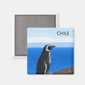 パタゴニアチリペンギン磁石 マグネット (正面/裏面)