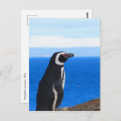 パタゴニアペンギン ポストカード (正面/裏面)