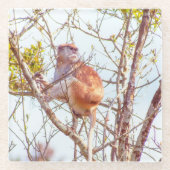 パタスは木に登っている ガラスコースター (正面)