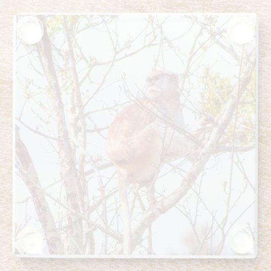 パタスは木に登っている ガラスコースター (裏面)