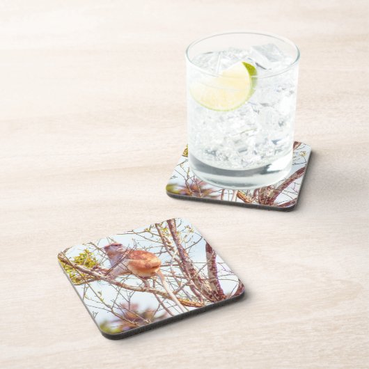 パタスは木に登っている コースター (右側)