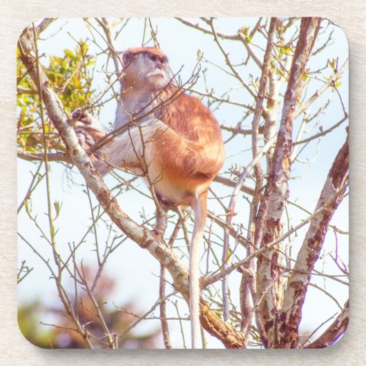 パタスは木に登っている コースター (正面)