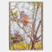 パタスは木に登っている スローブランケット (正面縦)