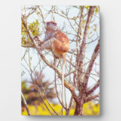 パタスは木に登っている フォトプラーク (正面)