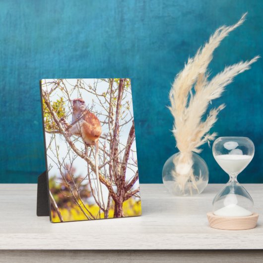 パタスは木に登っている フォトプラーク (側面)