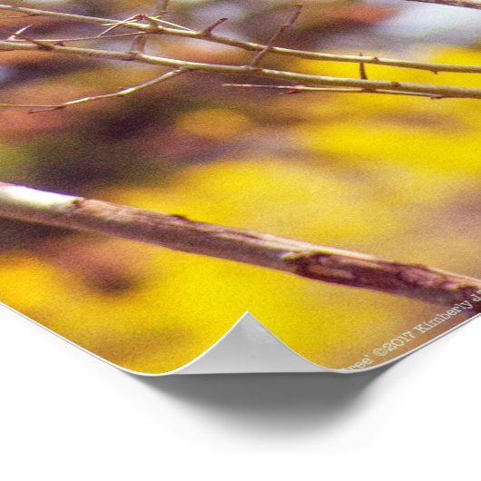 パタスは木に登っている ポスター (角)