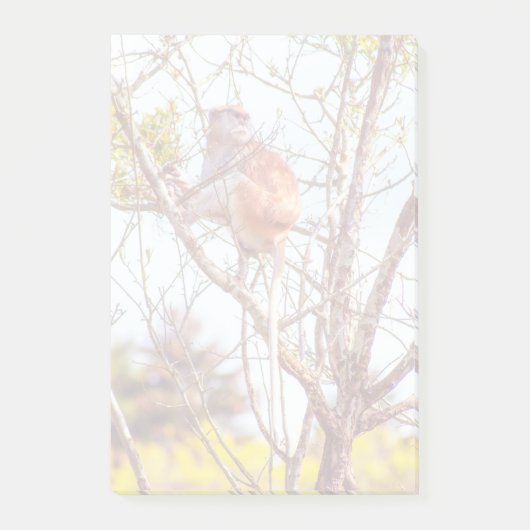 パタスは木に登っている ポストイット (正面)