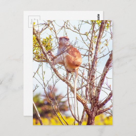 パタスは木に登っている ポストカード (正面/裏面)