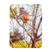 パタスは木に登っている マグネット (縦)