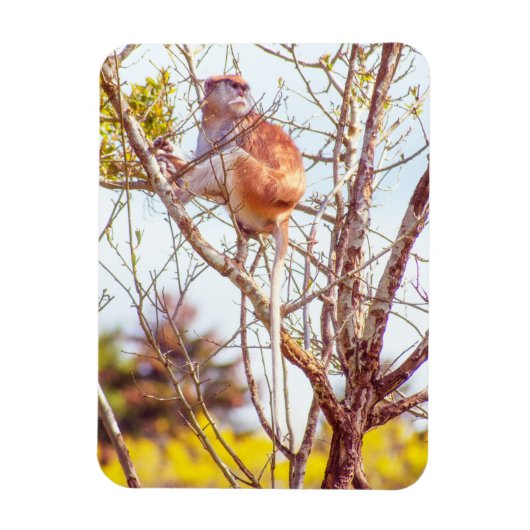 パタスは木に登っている マグネット (縦)