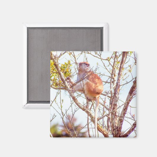 パタスは木に登っている マグネット (正面/裏面)