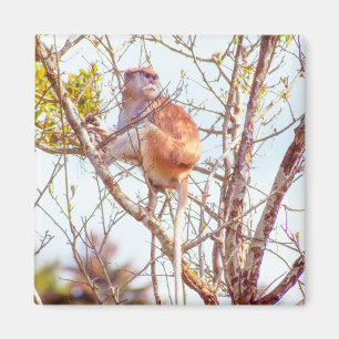 パタスは木に登っている マグネット
