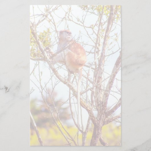 パタスは木に登っている 便箋 (正面)