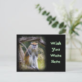 パタスモンキー ポストカード (スタンド正面)