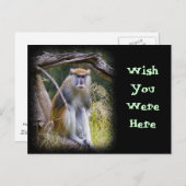 パタスモンキー ポストカード (正面/裏面)