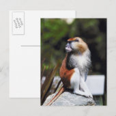 パタス・モンキー ポストカード (正面/裏面)