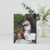 パタス・モンキー ポストカード (スタンド正面)