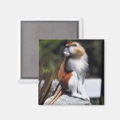 パタス・モンキー マグネット (正面/裏面)