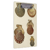 パチパチしたアンティークシェル クリップボード (右)