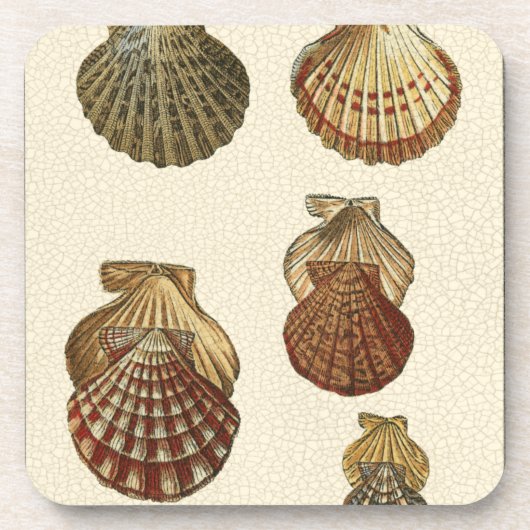 パチパチしたアンティークシェル コースター (正面)