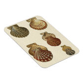 パチパチしたアンティークシェル マグネット (右側)