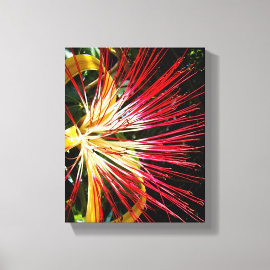 パチラ・アクアティカ キャンバスプリント (正面)