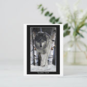 パックのリーダー~ウルフポストカード ポストカード (スタンド正面)