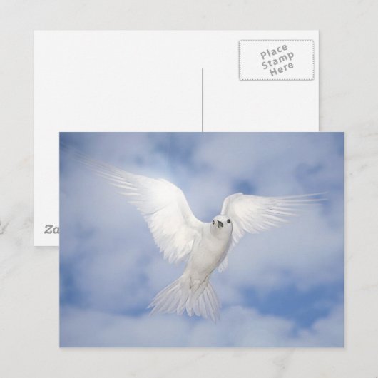 パックス ポストカード (正面/裏面)