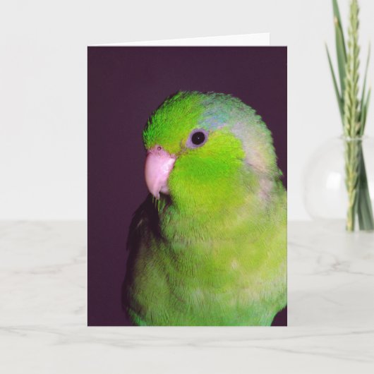 パックノートカード カード (正面)