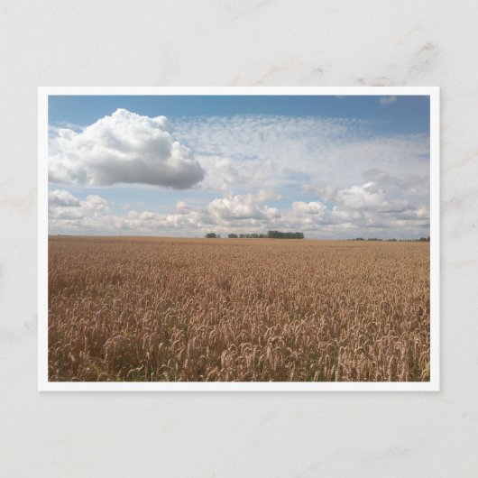 パック（ポーランド） ポストカード (正面)