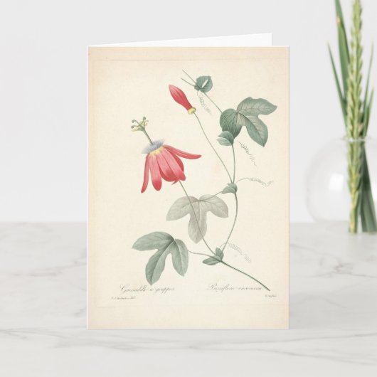 パッシフローラバイルドゥートボタニカルコンサンスカード サンキューカード (正面)