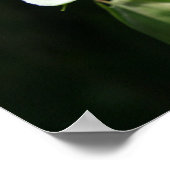 パッシフローラフルーアドゥラパッションVポスター ポスター (角)