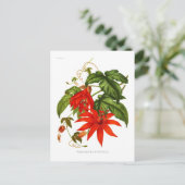 パッシフローラ菌糸体 ポストカード (スタンド正面)