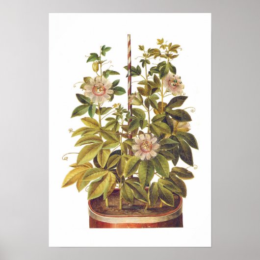 パッシフローラ ポスター (正面)