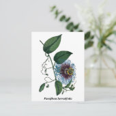パッシフローラSerratifolia ポストカード (スタンド正面)