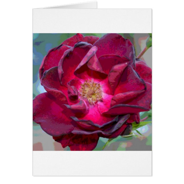 パッションバーガンディーの花 (正面)