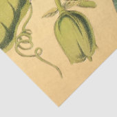 パッションフラワーヴィンテージレッド金ゴールドイラストレーション 薄葉紙 (詳細)