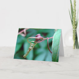 パッションフラワー カード