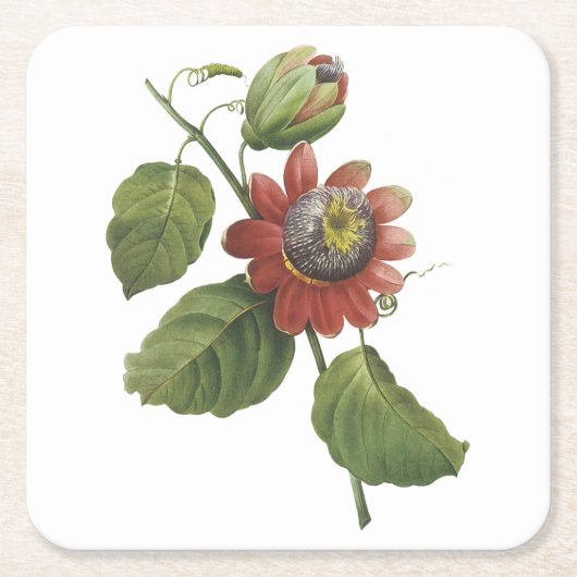 パッションフラワー(パッションフローララータ)バイレッドヴェー スクエアペーパーコースター (正面)