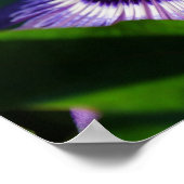 パッションフラワー ポスター (角)