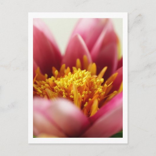 パッションフラワー ポストカード (正面)