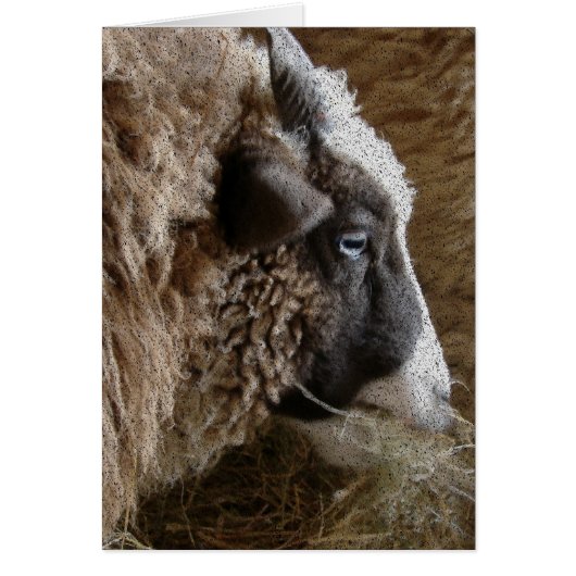 パッチワーク・エイミー (正面)