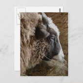 パッチワーク・エイミー ポストカード (正面/裏面)