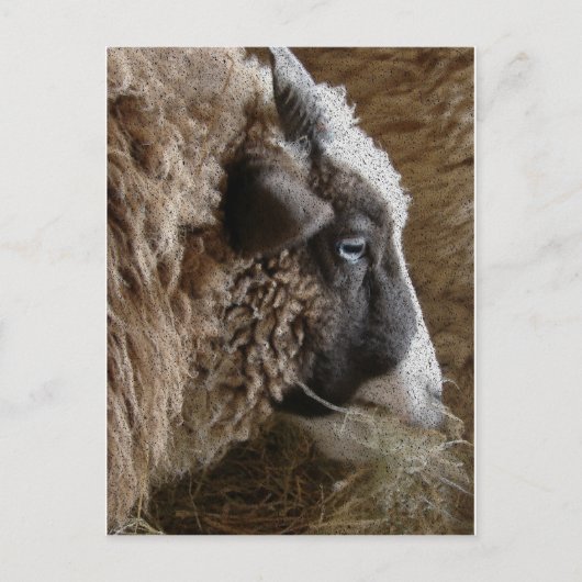 パッチワーク・エイミー ポストカード (正面)