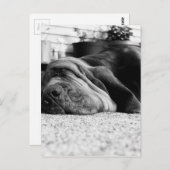 パッチ・ブラッドハウンド ポストカード (正面/裏面)