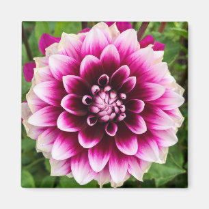 パッチDahlia マグネット