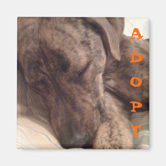 パットハウンドマグネット マグネット (正面)