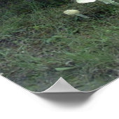 パットポスター用キノコ ポスター (角)