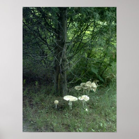 パットポスター用キノコ ポスター (正面)