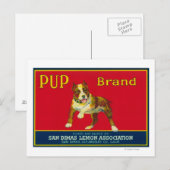 パップレモンラベルサンディマス、カリフォルニア州 ポストカード (正面/裏面)